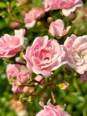 pink roses in garden