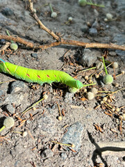 Caterpillar on the ground