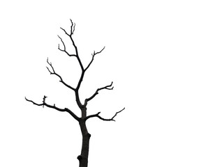 Fototapeta premium Isolated Dry Tree Branches on White Background: Perfect for Nature and Botanical Designs