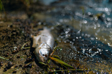 Dead fish float to the surface of the water in this polluted canal. Due to global warming, the fish...