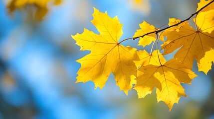 Obraz premium Vibrant yellow maple leaves against clear blue sky, autumn foliage, golden sunlight, crisp detail, branch with multiple leaves, warm tones, seasonal change, backlit leaves showing veins