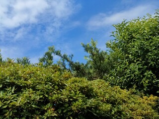 Obraz premium 緑と空