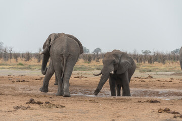Obraz premium Eléphants d'Afrique