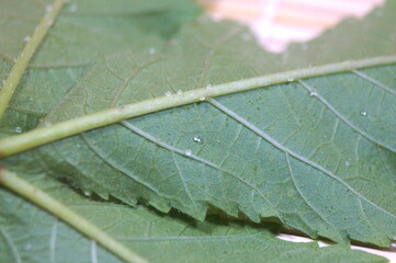 オクラの葉の玉