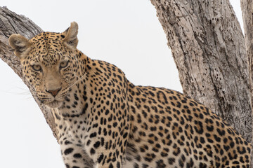 Obraz premium Léopard dans un arbre