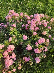 Obraz premium bush pink rose. summer flowers.