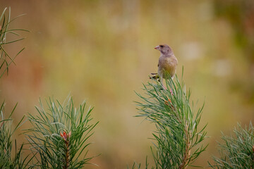 A European greenfinch sits atop a small pine and looks toward the camera lens on a sunny summer evening with a beige background.	