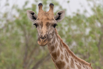 Giraffe