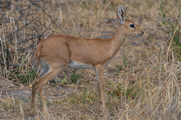 Impala, Antilope, savanne