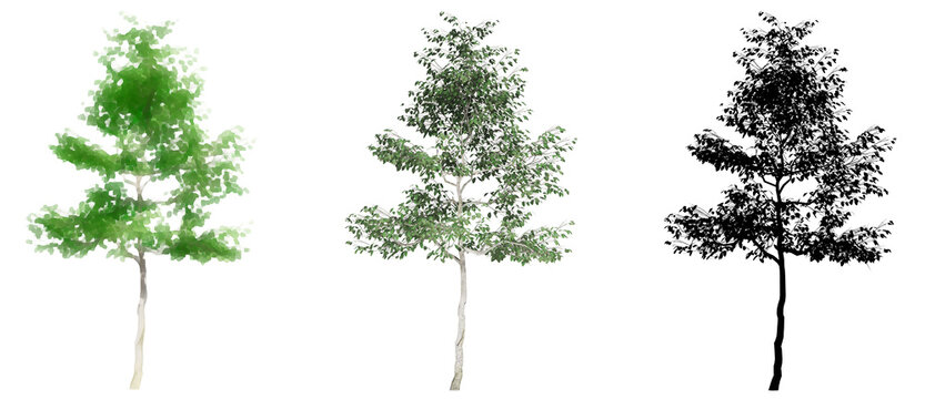 Set or collection of European beech trees, painted, natural and as a black silhouette on white background. Concept or conceptual 3d illustration for nature, ecology and conservation, strength, beauty