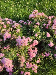 Obraz premium bush pink rose. summer flowers.