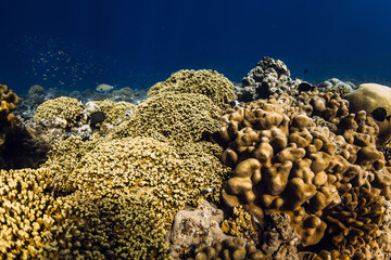 Coral background underwater in deep ocean at Maldives.