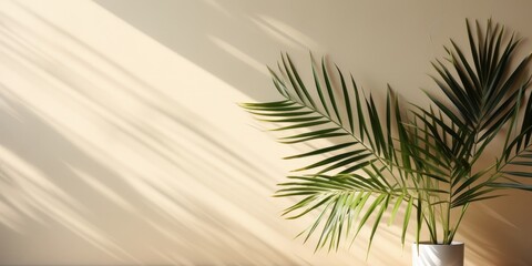 Palm Leaves and Sunlight on a Beige Wall