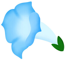 blue morning glory