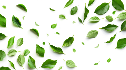 Vibrant green leaves scattered across the image, creating a lush and natural atmosphere, isolated over a blank transparent background. PNG graphic resource for autumn or spring