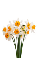 bouquet of daffodils isolated