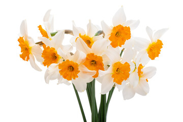 bouquet of daffodils isolated