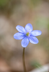 Fototapeta premium liverwort flower growing