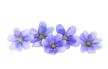 Obraz premium hepatica flower isolated