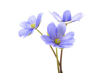 Fototapeta premium hepatica flower isolated
