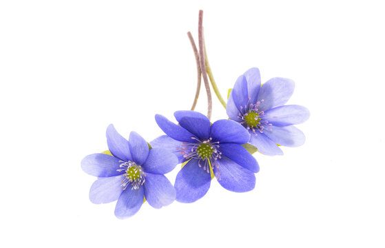 hepatica flower isolated