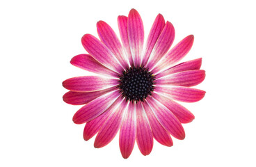 Obraz premium Osteospermum Flower isolated