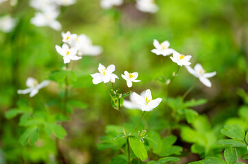 buttercup forest close-up in spring