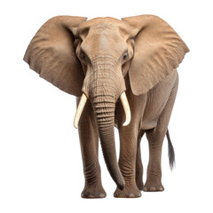 PNG Male elephant wildlife standing animal.