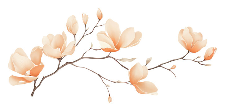 PNG Aesthetic watercolor background flower magnolia plant.
