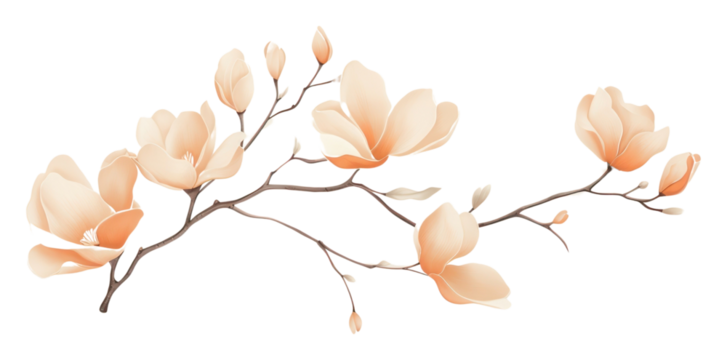 PNG Aesthetic watercolor background flower magnolia plant.
