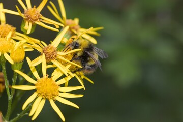 Common bee on a ragwort flower.