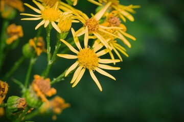 Bright common ragwort flower growing wild in the Peak District.