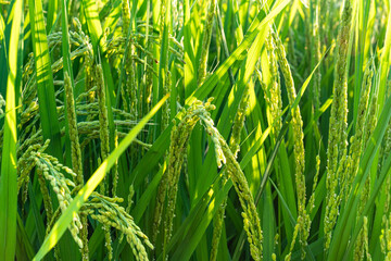green grass in the wind