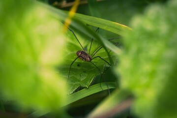 Harvestman spider sitting on a leaf in the Derbyshire countryside.