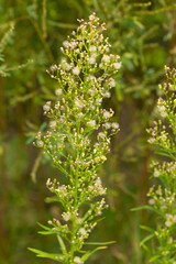 Kanadisches Berufkraut (Conyza canadensis)
