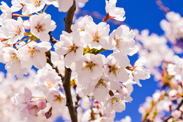 Obraz premium Blossoming Sakura Under a Clear Blue Sky: A Celebration of Spring