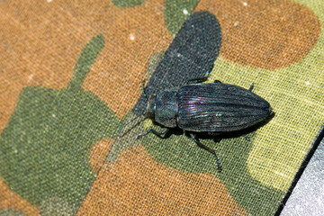  Bauern-Prachtkäfer (Buprestis rustica)