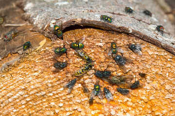 Ein Schwarm Insekten Fliegen und Wespen