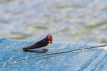 Jaskółka dymówka odpoczywająca przy wodzie | Barn Swallow Resting by the Water (Hirundo Rustica)