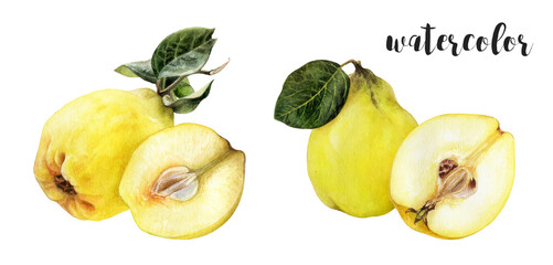 Watercolor Illustrations of Quince Fruits and Their Slices Depicted in Artistic Style