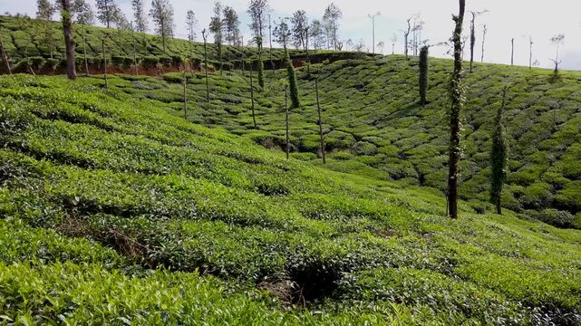 Mysuru, Karnataka, India-August 15 2024; A Dramatic Pan view of a beautifully Landscaped Tea crop Plantation in the Coorg Western Ghats in Karnataka, India.
