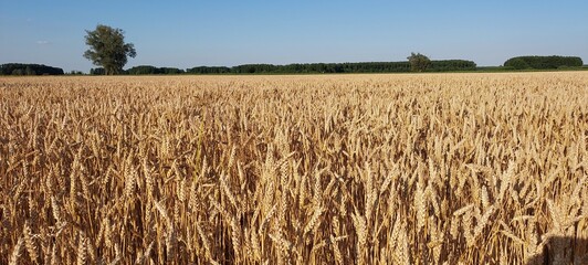 Złote łany zboża na wiejskim polu © tomo81