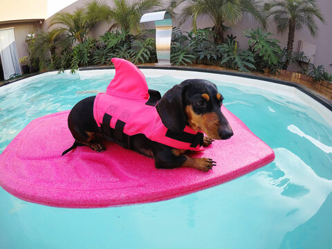 cachorro salsicha duchshund alem&atilde;o com colete de tubar&atilde;o surfe na piscina spa f&eacute;rias de ver&atilde;o engra&ccedil;ado 