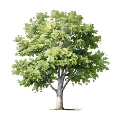 Obraz premium Lush Mature Plane Tree with Broad Green Foliage and Peeling Bark on White Background