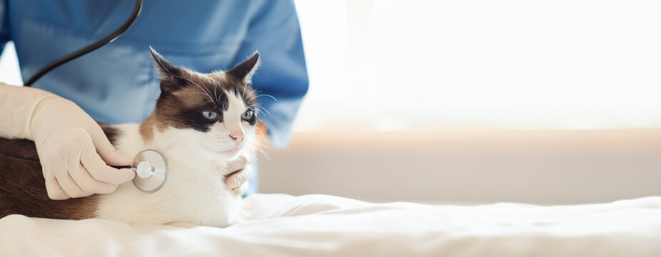 Veterinarian With Stethoscope Examining Domestic Cat During a Routine Checkup At Vet Clinic Indoor. Professional Doc Checking Pet For Optimal Health. Panorama, Cropped, Copy Space