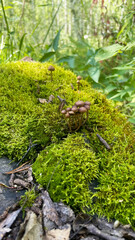 Toadstool mushrooms grow on a tree. Toadstool on the tree bark.