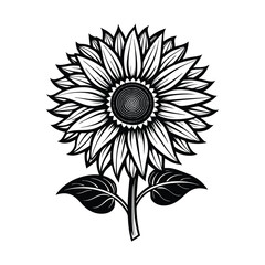 Fototapeta premium black and white sunflower