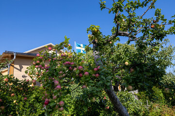 Fototapeta premium Oregrund, Sweden Apples growing on trees in summer in a yard and Swedish flag.