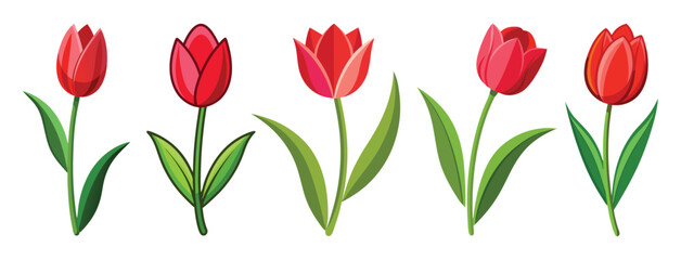 set of tulips