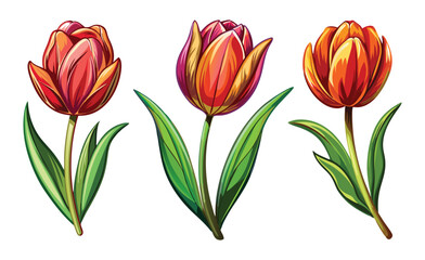 Obraz premium tulip isolated on white